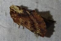 Ptilodon capucina