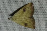 Rivula sericealis