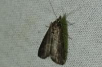 Schrankia costaestrigalis