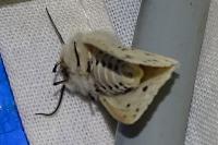 Spilosoma lubricipeda