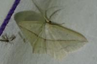 Timandra comae