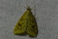 Udea ferrugalis