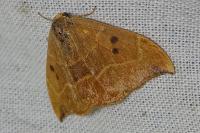 Watsonalla binaria