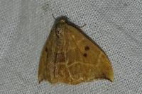 Watsonalla binaria
