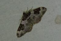 Xanthorhoe fluctuata