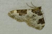 Xanthorhoe fluctuata