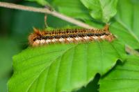 Euthrix potatoria