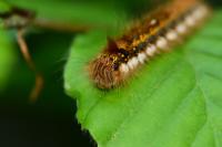 Euthrix potatoria