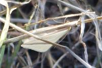 Rhodometra sacraria