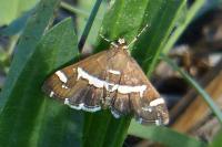 Spoladea recurvalis