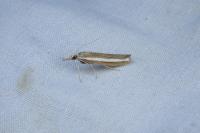 Agriphila latistria