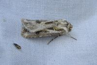 Agrotis vestigialis