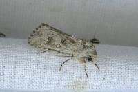Anarta sodae