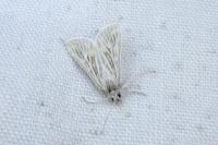 Arnia nervosalis