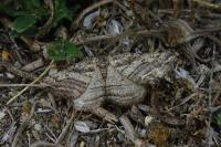 Calamodes occitanaria