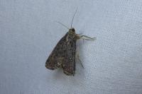 Caradrina germainii
