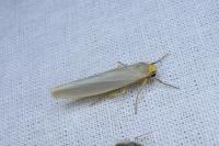 Eilema caniola