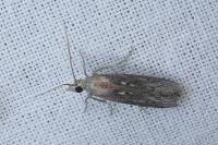 Epischnia asteris