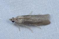 Epischnia prodromella