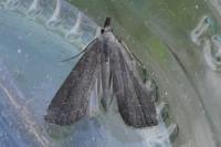 Schrankia