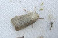 Hoplodrina ambigua