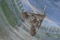Duponchelia fovealis