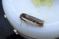 Ochropleura leucogaster