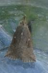 Hypena rostralis