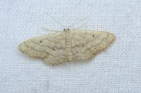 Scopula minorata