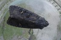 Aporophyla nigra