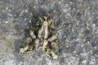 Dryobotodes eremita