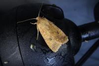 Sunira circellaris