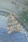 Hellula undalis