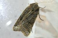 Anchoscelis lunosa