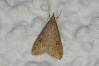 Udea ferrugalis