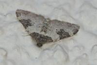 Xanthorhoe fluctuata