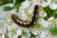 Trichiura crataegi
