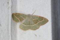 Hylaea fasciaria