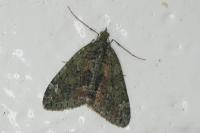 Chloroclysta siterata