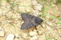 Aporophyla nigra