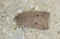 Leptologia lota