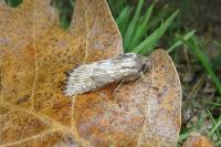 Aporophyla australis