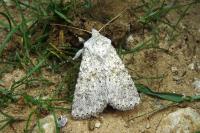Aporophyla canescens