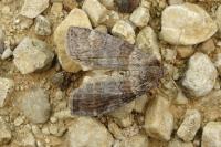 Cymatophorina diluta