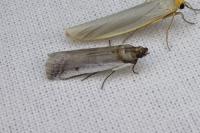 Denticera divisella