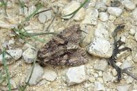 Dryobotodes tenebrosa