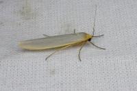 Eilema caniola