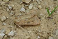 Episema glaucina