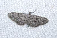 Eupithecia oxycedrata