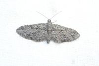 Eupithecia oxycedrata